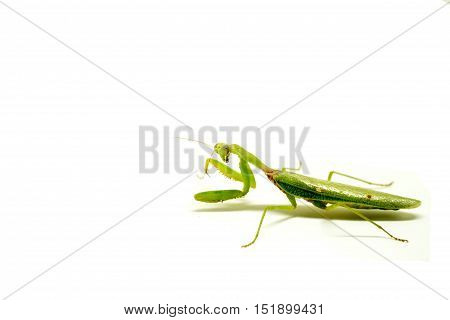 Mantis on white background. Closeup image of mantis. Soothsayer or mantis green insect. Mantis portrait. Grass green Mantodea from tropical nature. Mantis isolated picture with text place