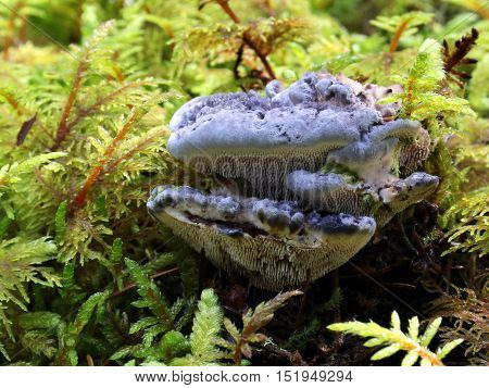 A Blue Tooth Fungus (Hydnellum caeruleum) growing in moss