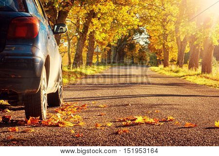 Car on asphalt road on autumnr day at park