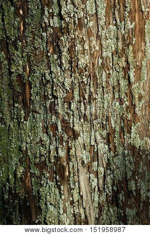 The bark of a tree, covered with moss