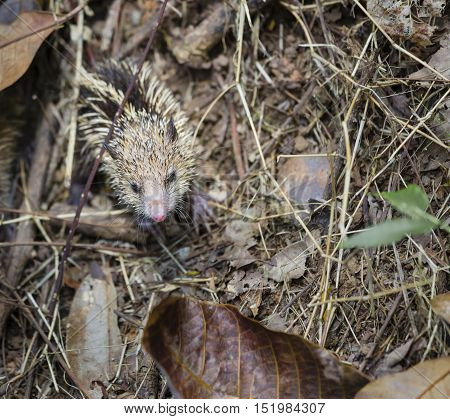 A tenrec in the forests of Mahe Seychelles
