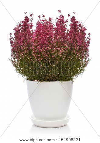 Calluna vulgaris (known as common heather ling or simply heather) in flower pot isolated on white background