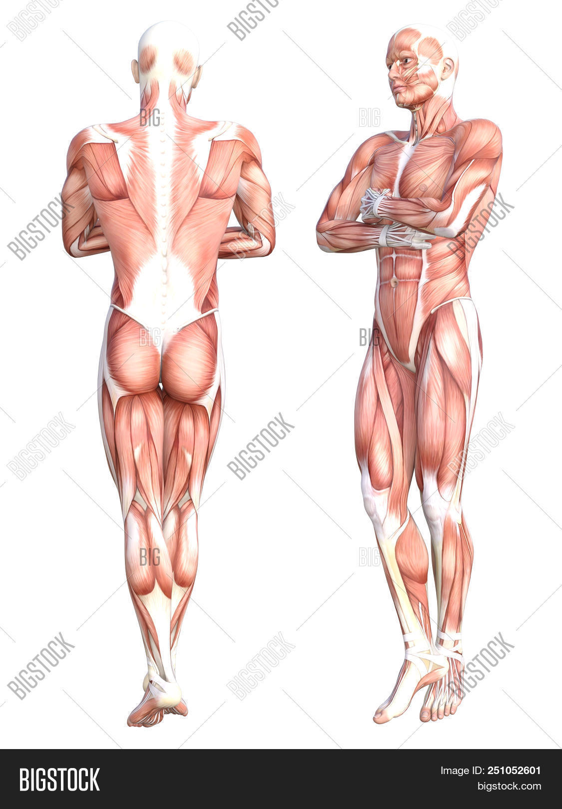 Conceptual Anatomy Image & Photo (Free Trial) | Bigstock