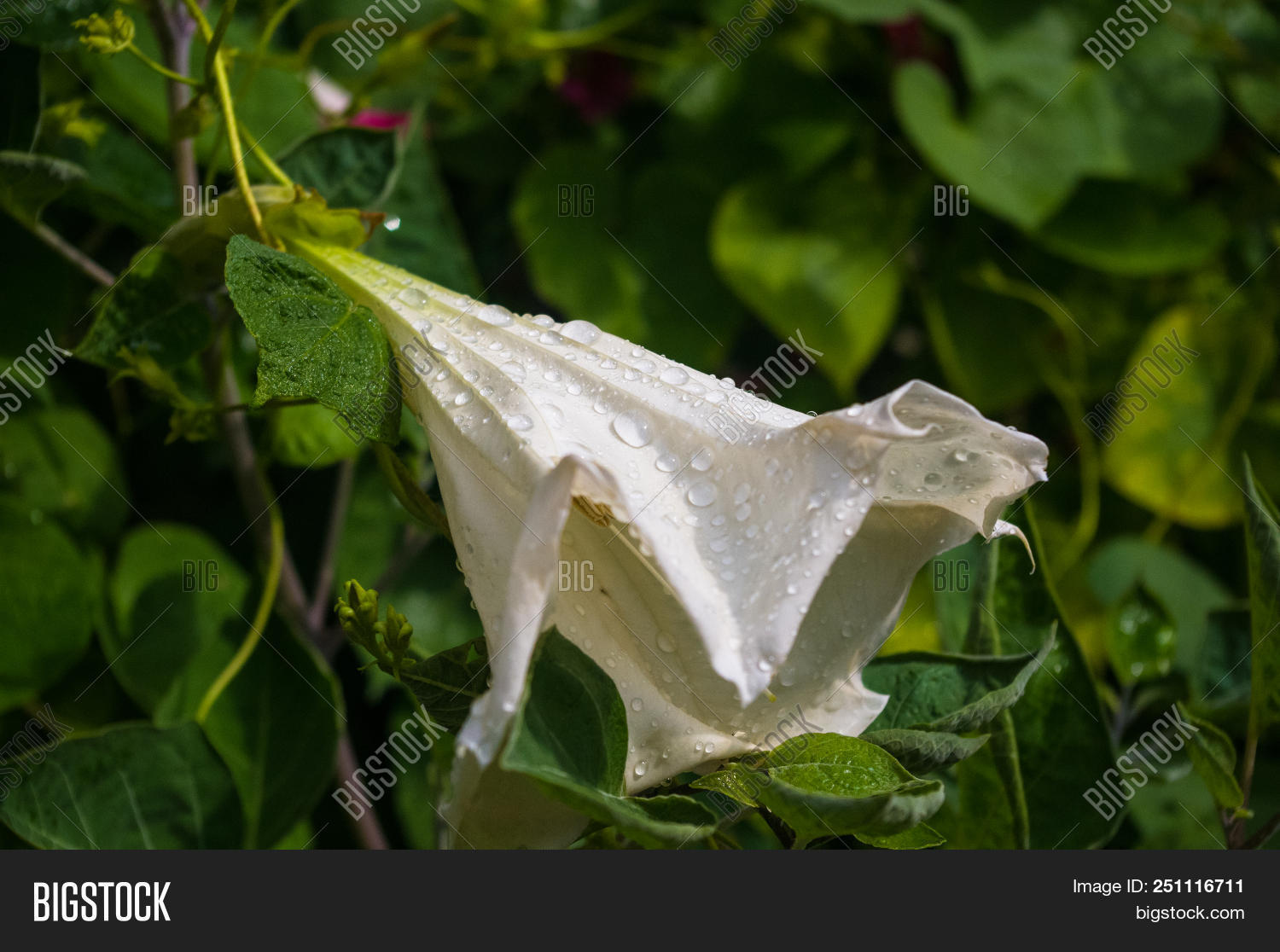 Devil's Trumpet, Image & Photo (Free Trial) Bigstock