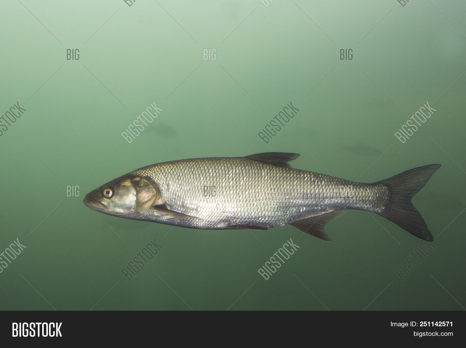 Underwater Photography Image & Photo (Free Trial) | Bigstock