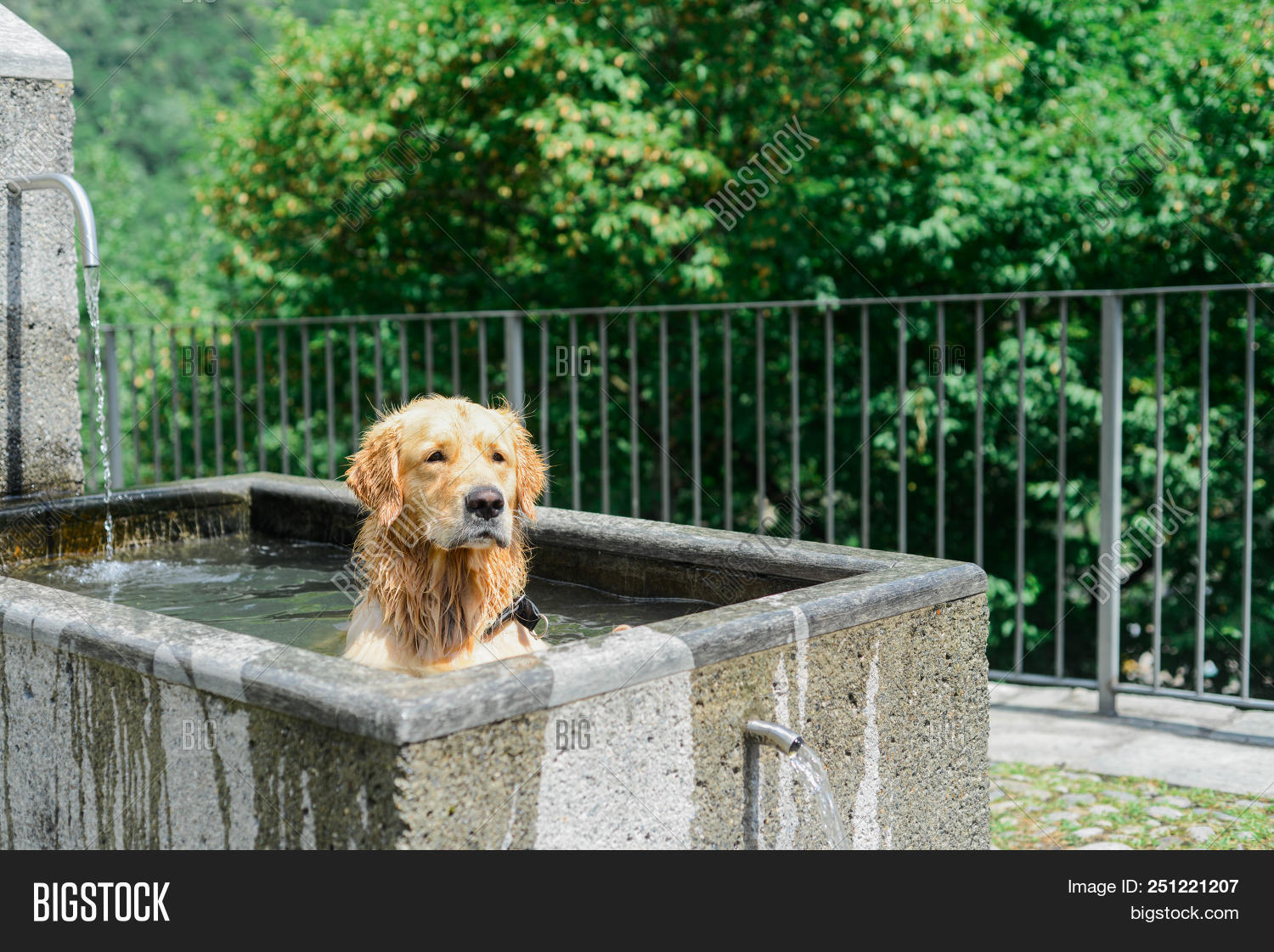 Dog Cooling Off On Hot Image & Photo (Free Trial) Bigstock