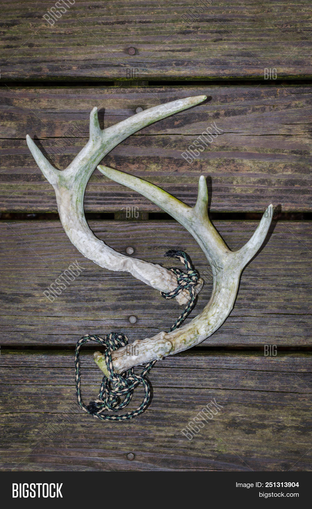 Rattling Horns Used Image & Photo (Free Trial) Bigstock