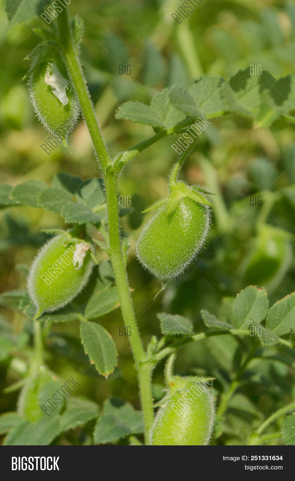Chickpea Chick Pea Image & Photo (Free Trial) Bigstock