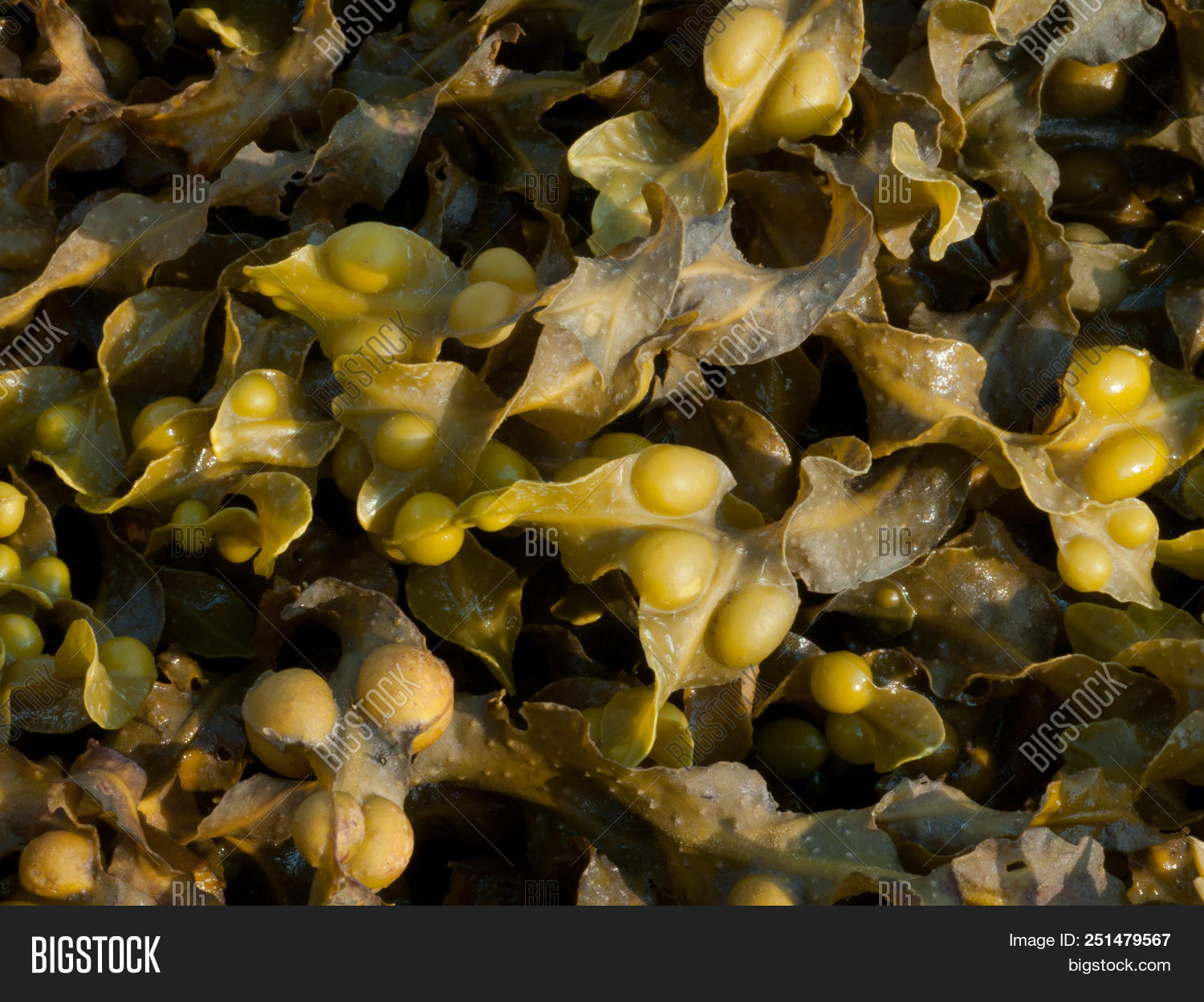 Bladder Wrack Seaweed Image & Photo (Free Trial) Bigstock