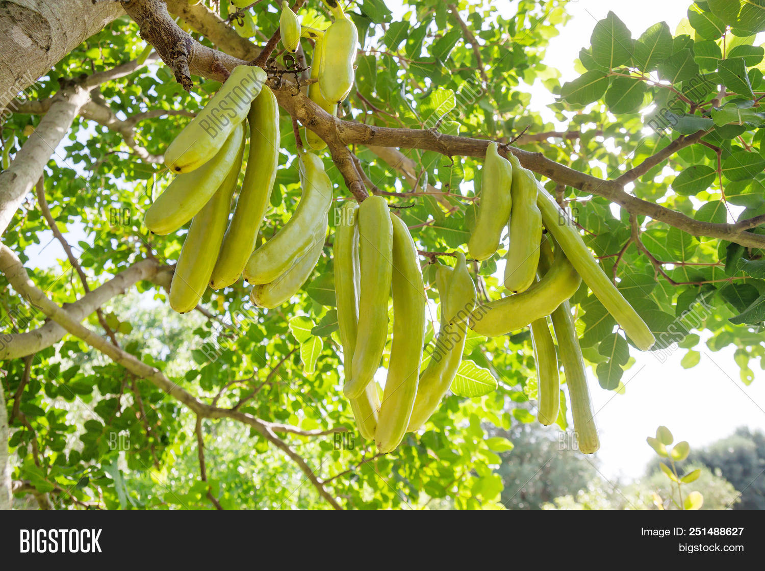 Carob Tree (ceratonia Image & Photo (Free Trial) Bigstock