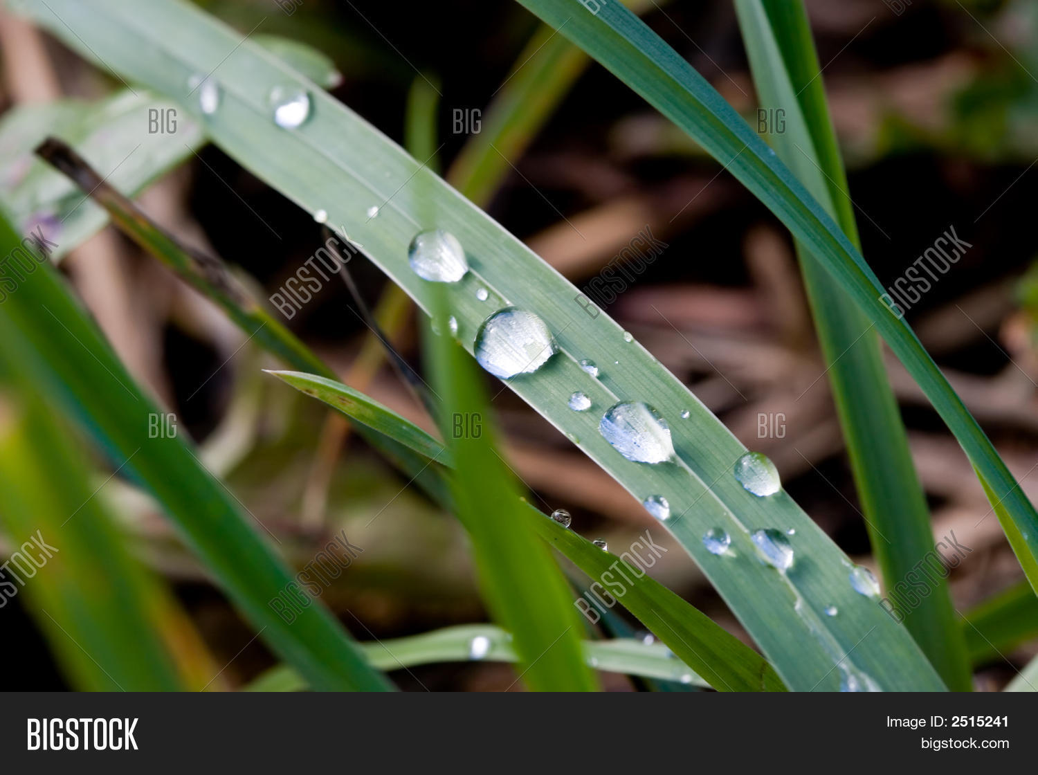 Grass Dew After Rain Image & Photo (Free Trial) Bigstock