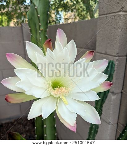 Night Blooming Flower Of Cereus Cactus Is About To Close For The Day In Early Spring Morning