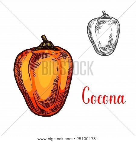 Cocona Exotic Fruit Of Tropical Tree Isolated Sketch. Ripe Orange Cocona Fruit, Sweet Berry Of Amazo