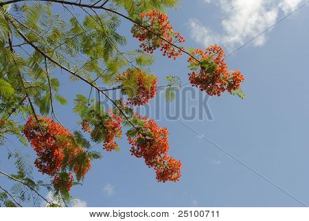 Alev orman ağacı (Delonix regia)