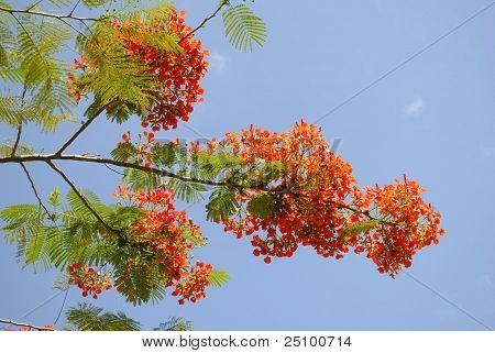 Alev orman ağacı (Delonix regia)
