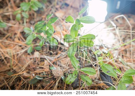 Blueberry Plant In A Forest In An Early Spring