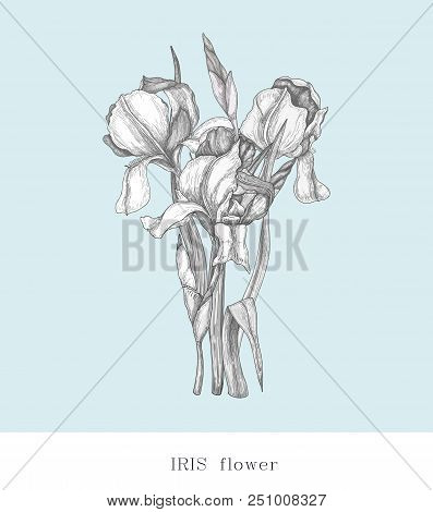 Bouquet Of Monochrome Irises. Vector Botanical Illustration Of Florist. Hand Drawn Illustration In V