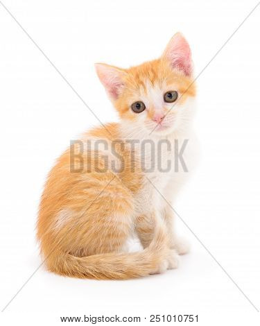 Small Red Kitten On A White Background