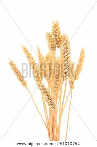 Ripe Ears Of Wheat Isolated On White Background.