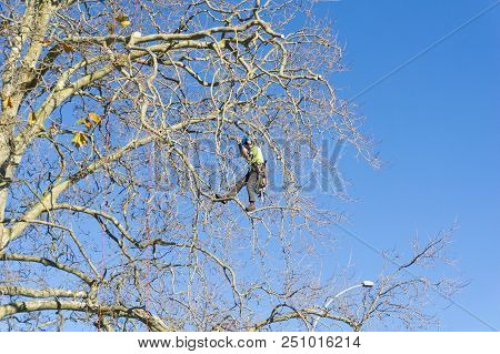 Tauranga, New Zealand - 2 July 2018; Arborist High In Leafless London Plane Tree Supported By Safety