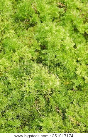 Fresh Green Fern Selaginella Involvens On The Ground