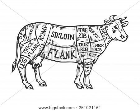 Meat Diagram Cow Engraving Vector Illustration. Scratch Board Style Imitation. Black And White Hand 