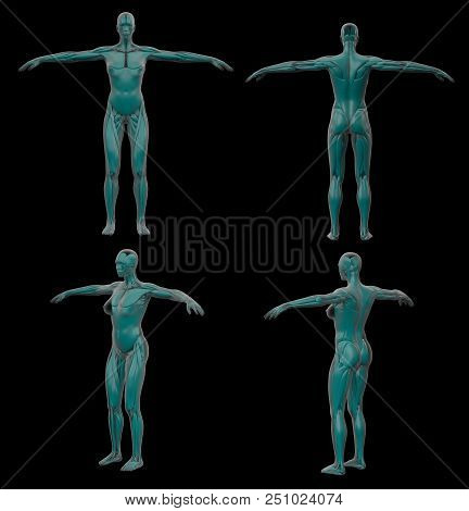 3d Rendering Medical Illustration Of Human Muscle