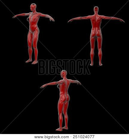 3d Rendering Medical Illustration Of Human Muscle