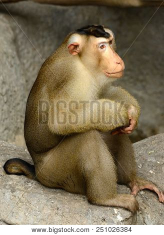 Beautiful Pig-tailed Macaque (macaca Nemestrina) In Thai Forest