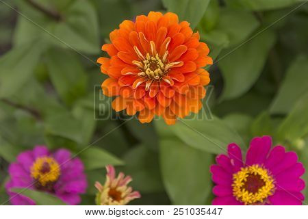 Flowers Zinnia In Summer In Sunny Weather, Close-up