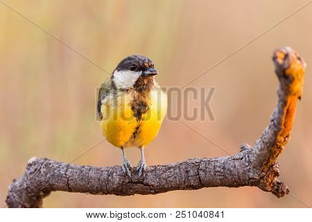 Great Tit Or Parus Major Perched On A Tree Trunk In A Field