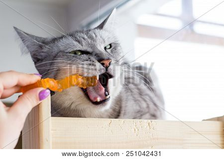 Angry Wink British Cat Playing With Orange Toy Human Hand.