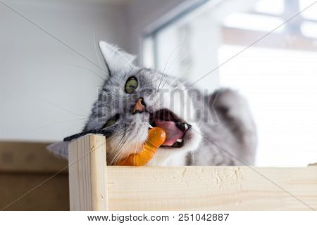 Angry British Funny Cat Bites Cute Orange Toy.