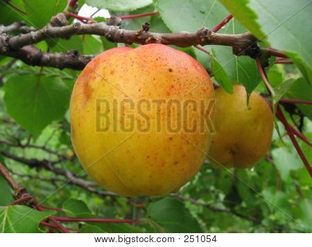 Aprikose Frucht