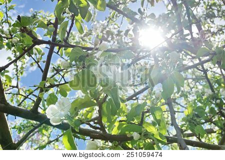 Apple Tree Branches White Flowers Blue Sky Clouds
