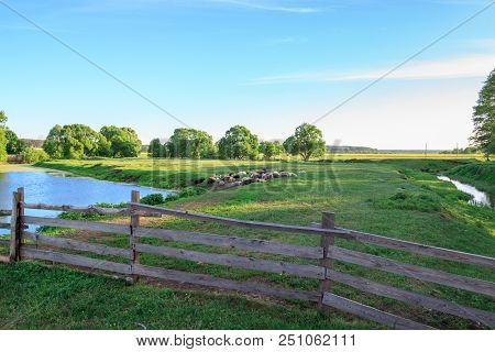 Grazing Sheep. Sheep In Pasture. Landscape With Sheeps. Green Grass