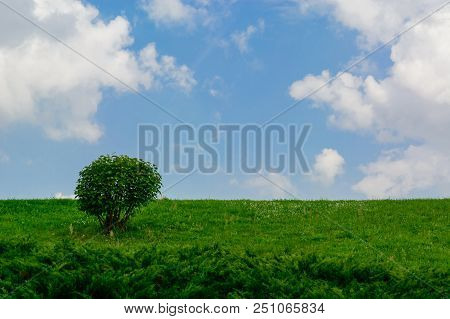 Summer Background. Warm Sunny Weather On A Meadow With A Bush. A Blue Sky With White Clouds. Copy Sp