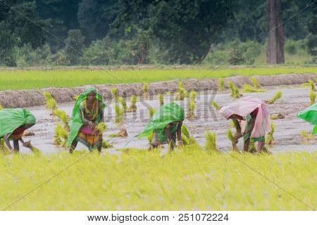 Purulia, West Bengal / India - 14th August 2017 : Indian Rural Women Are Busy Harvesting Paddy (rice