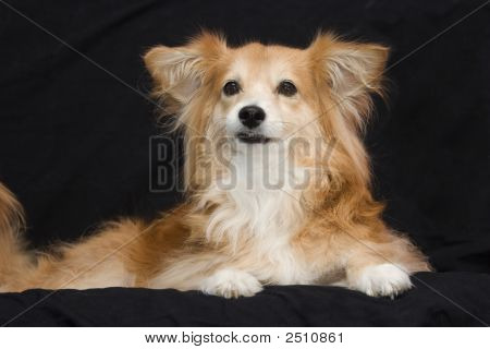 Cane di razza mista felice
