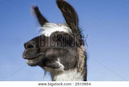 Lama in attesa per il proprietario