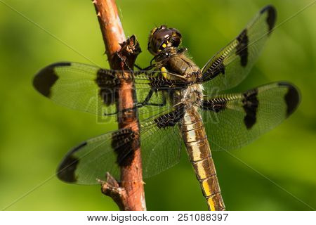 A Close-up Of A Common Whitetail Dragonfly In Wisconsin.