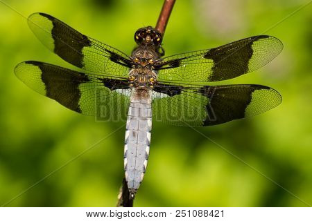 A Close-up Of A Common Whitetail Dragonfly In Wisconsin.