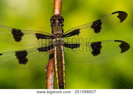 A Close-up Of A Common Whitetail Dragonfly In Wisconsin.