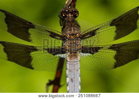 A Close-up Of A Common Whitetail Dragonfly In Wisconsin.