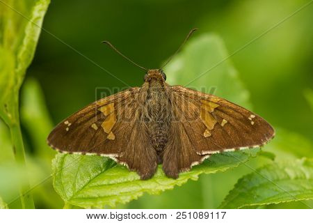 A Silver-spotted Skipper Sunning Itself On A Leaf.