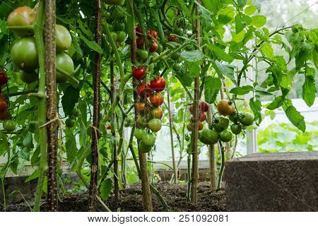 Red And Green Tomatoes Ripen On A Bush In A Greenhouse.