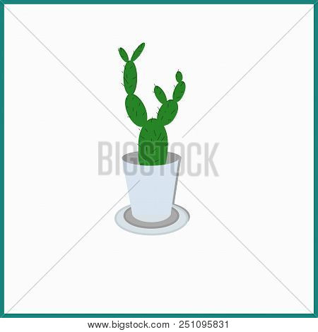 Succulent Cactus  Gardening, Prickly, Needles Leaves Houseplant
