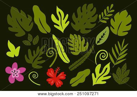 Different Tropical Leaves On Green Background. Vector Illustration.
