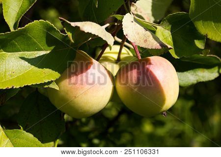 Ripe Apples On Apple Tree, Fruit From The Countryside Of The Biofarm.