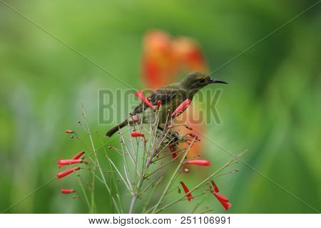 Yellow-bellied Sunbird Animal Holding On Firecracker Plant Tree Wildlife Beautiful Feather In The Na